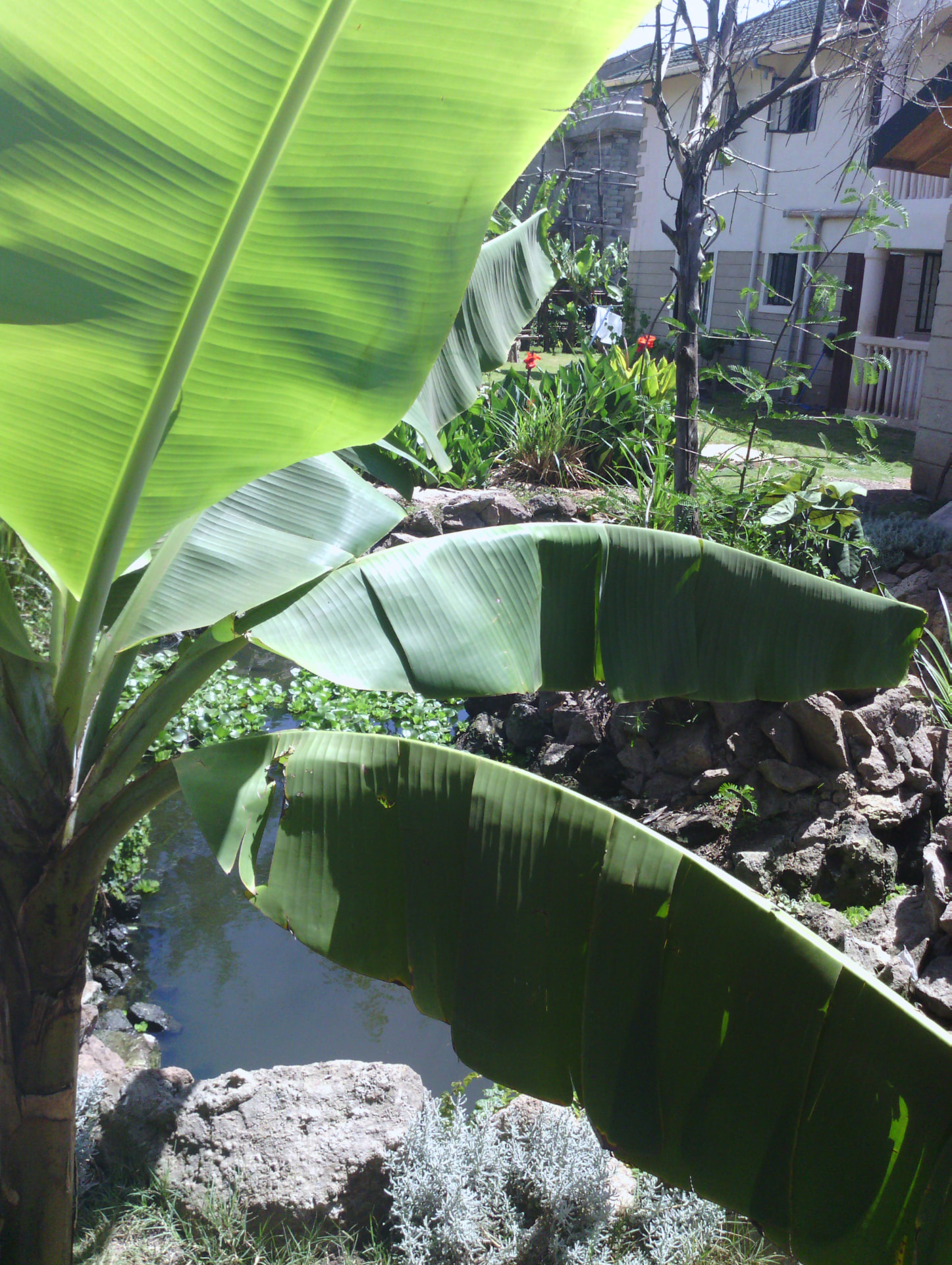 Biogreen wastewater treatment installation at Koi Fish Pond